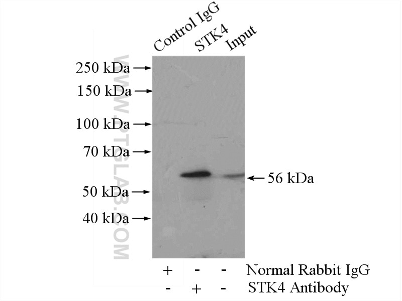 MST1 Polyclonal antibody