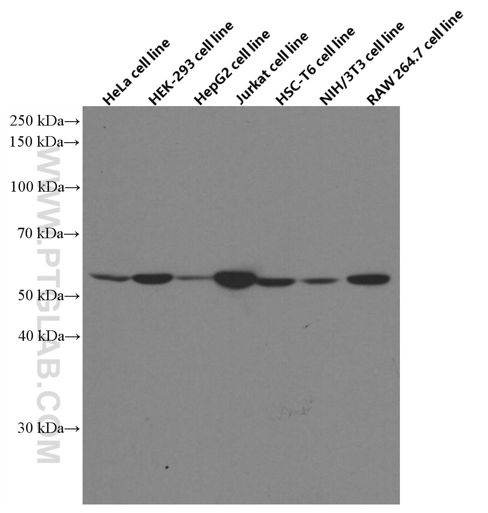 Western Blot (WB) analysis of various lysates using MST1 Monoclonal antibody (66663-1-Ig)