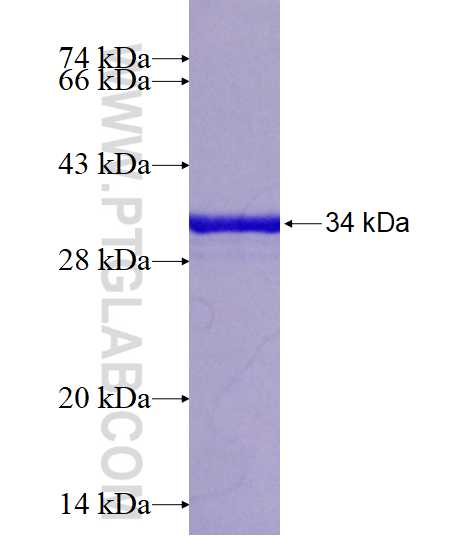 STK4 fusion protein Ag17738 SDS-PAGE