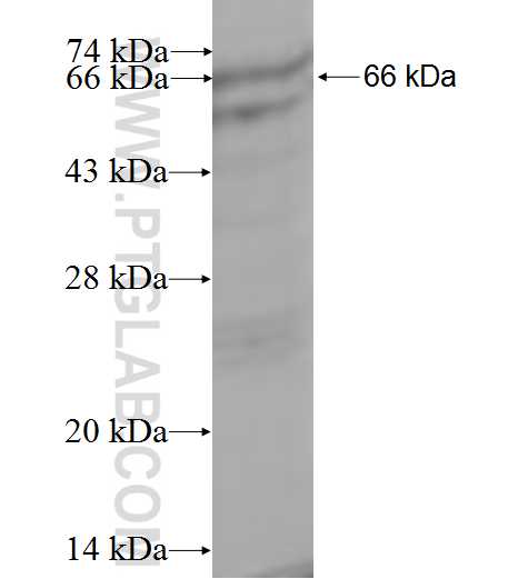 STK40 fusion protein Ag0971 SDS-PAGE