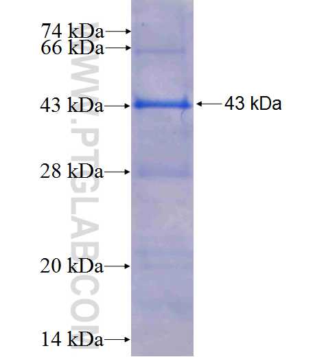 STK40 fusion protein Ag6448 SDS-PAGE