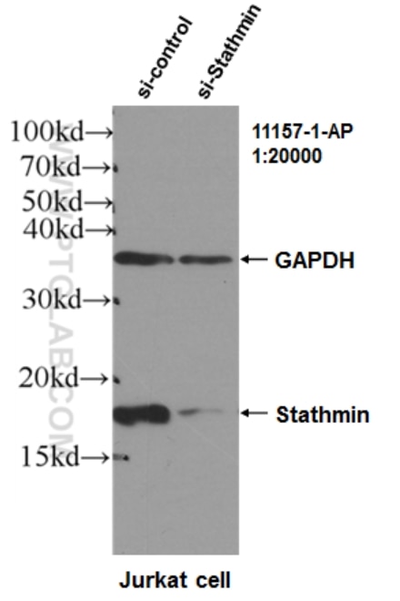 Western Blot (WB) analysis of Jurkat cells using Stathmin 1 Polyclonal antibody (11157-1-AP)
