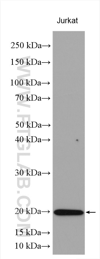 Western Blot (WB) analysis of Jurkat cells using Stathmin 1 Polyclonal antibody (11157-1-AP)