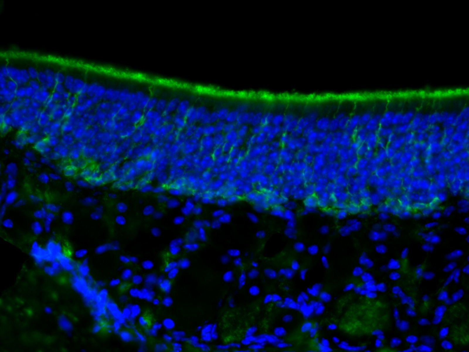 Immunofluorescence (IF) / fluorescent staining of mouse olfactory epithelium tissue using Stathmin 1 Monoclonal antibody (66090-1-Ig)