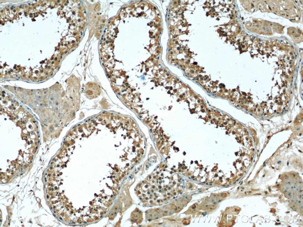 Immunohistochemistry (IHC) staining of human testis tissue using Stathmin 1 Monoclonal antibody (66090-1-Ig)