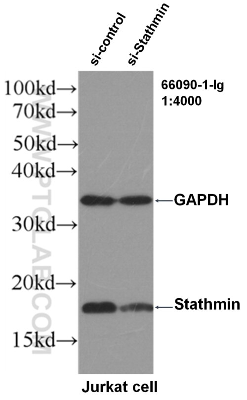 Western Blot (WB) analysis of Jurkat cells using Stathmin 1 Monoclonal antibody (66090-1-Ig)