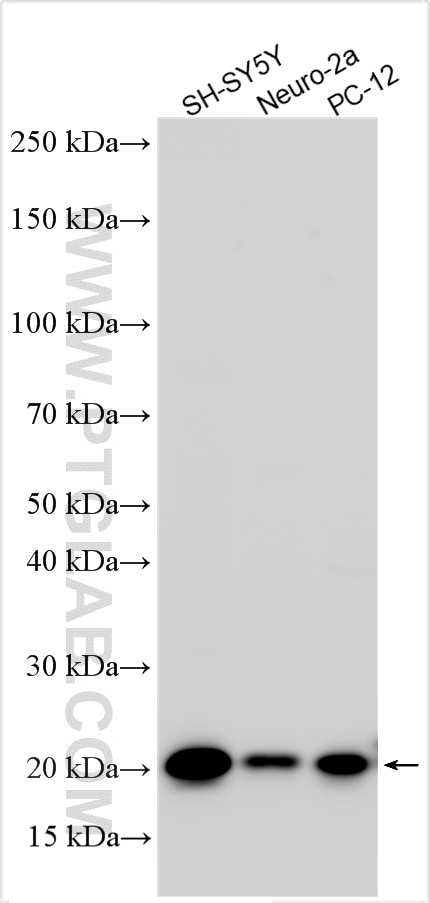 Western Blot (WB) analysis of various lysates using STMN2 Polyclonal antibody (10586-1-AP)