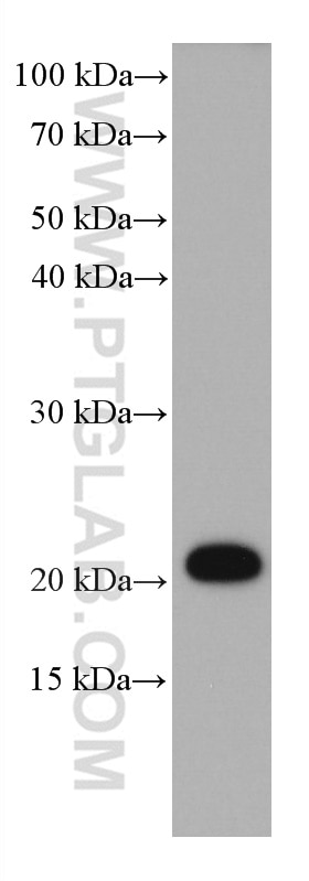 Western Blot (WB) analysis of PC-12 cells using STMN2 Monoclonal antibody (67204-1-Ig)