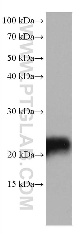 Western Blot (WB) analysis of pig brain tissue using STMN2 Monoclonal antibody (67204-1-Ig)