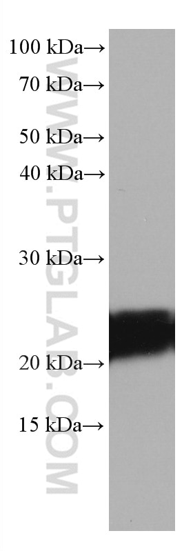 Western Blot (WB) analysis of rat brain tissue using STMN2 Monoclonal antibody (67204-1-Ig)
