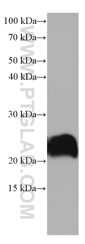 Western Blot (WB) analysis of mouse brain tissue using STMN2 Monoclonal antibody (67204-1-Ig)