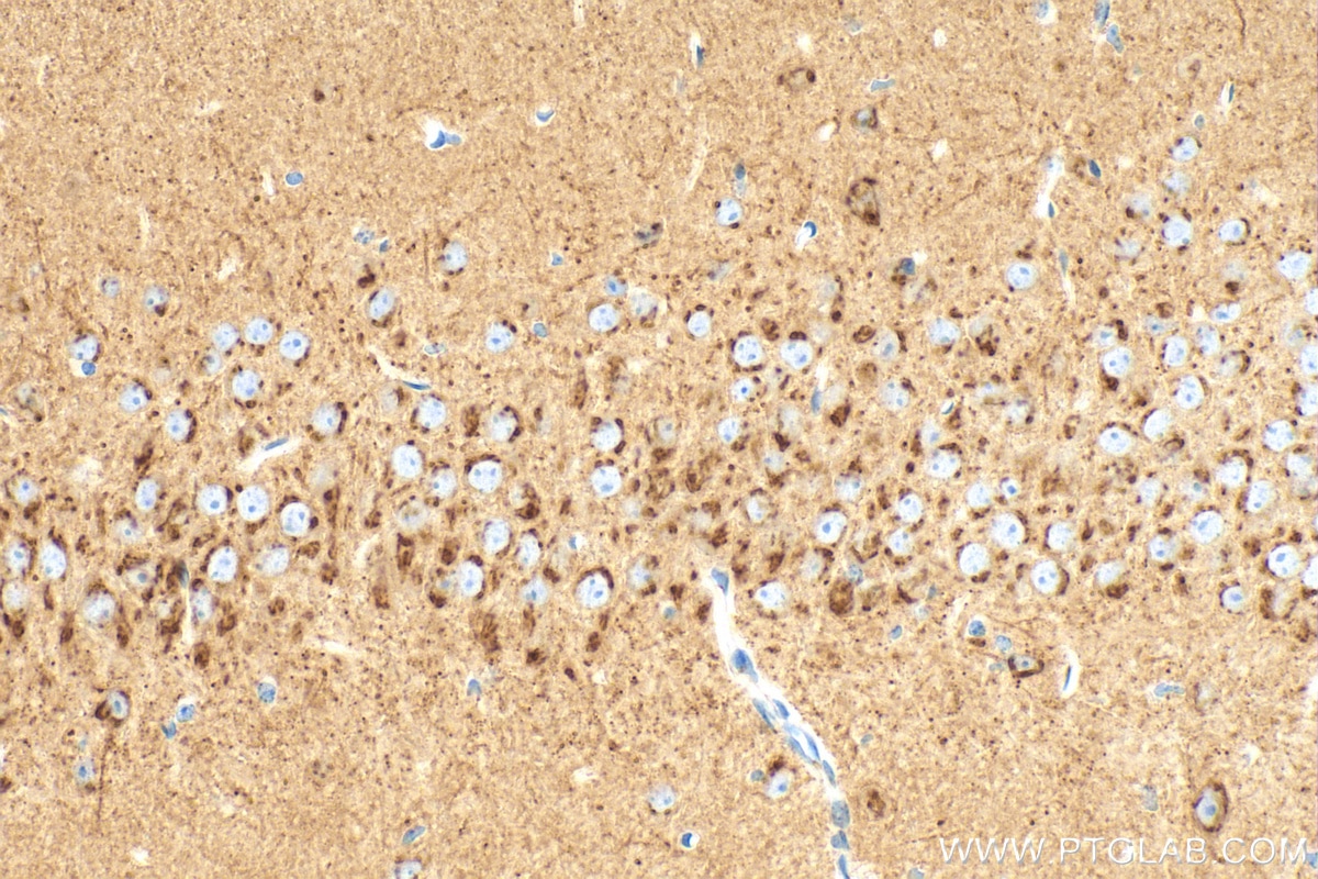 Immunohistochemistry (IHC) staining of mouse brain tissue using STMN2 Recombinant antibody (82925-1-RR)