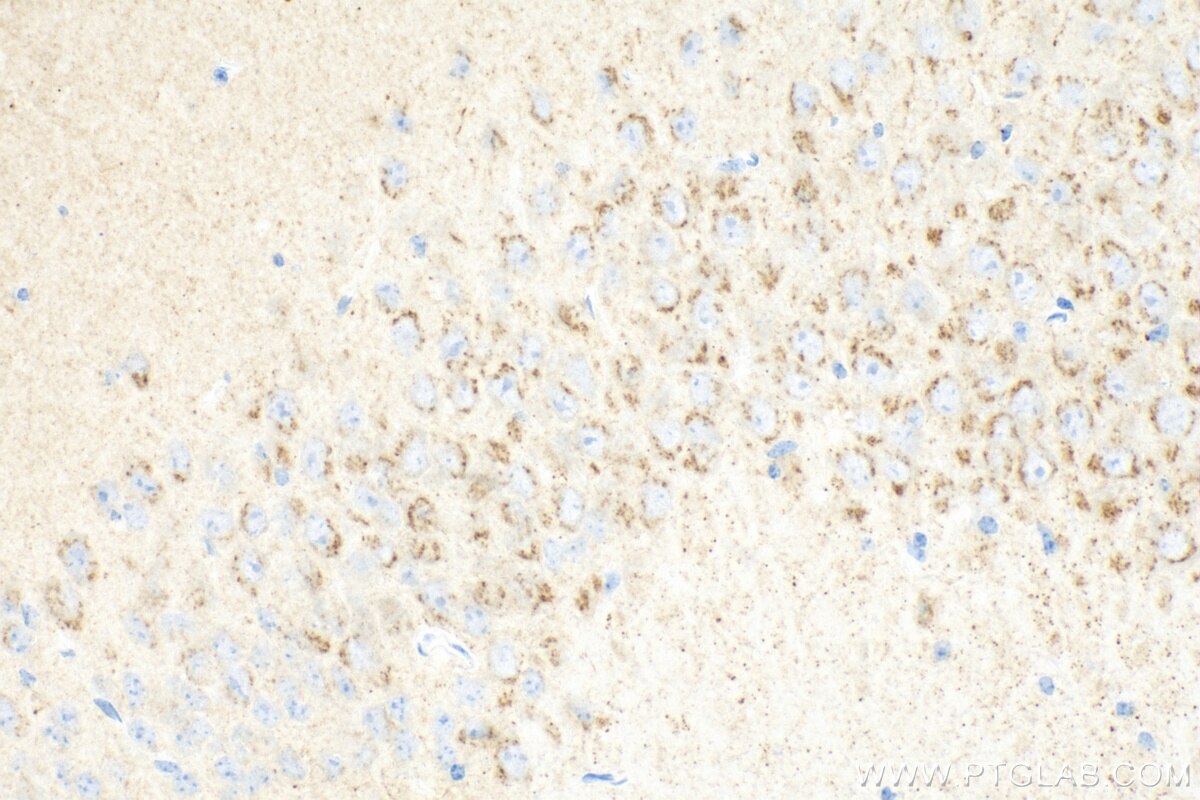Immunohistochemistry (IHC) staining of mouse brain tissue using STMN2 Recombinant antibody (82925-2-RR)