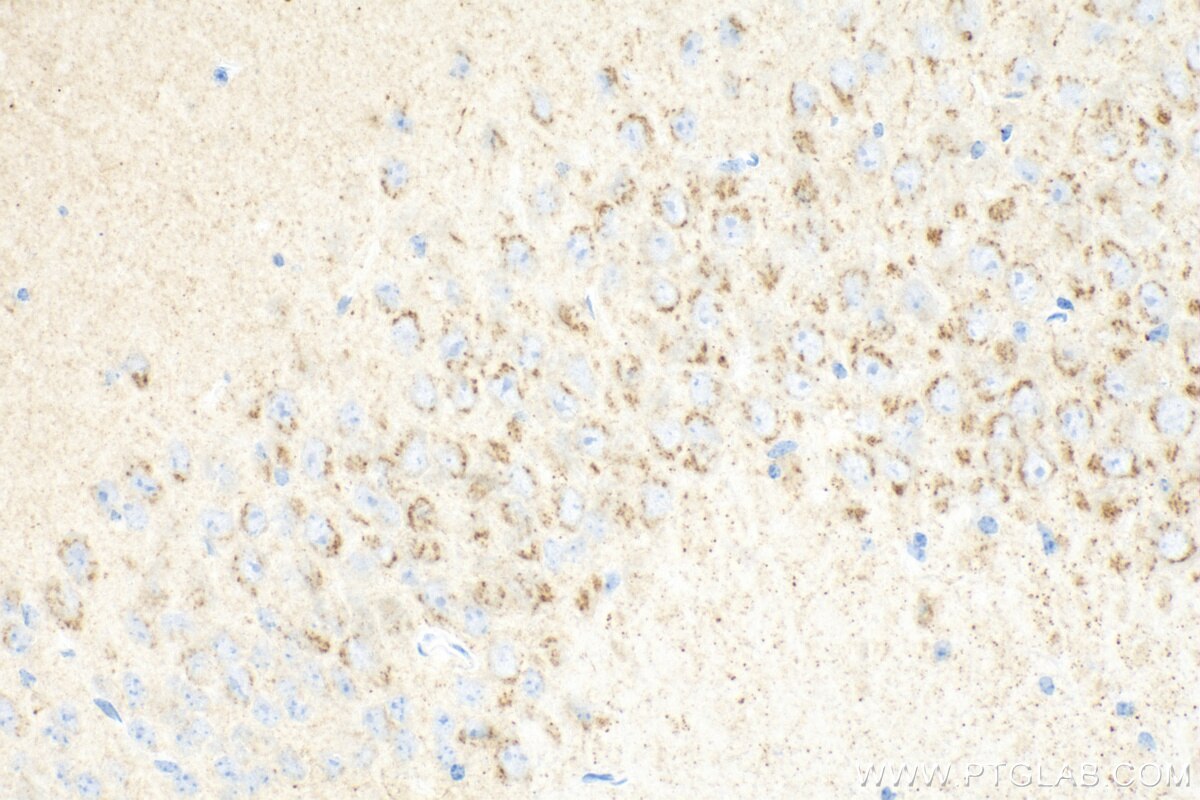 Immunohistochemistry (IHC) staining of mouse brain tissue using human STMN2 Recombinant antibody (82925-2-RR)