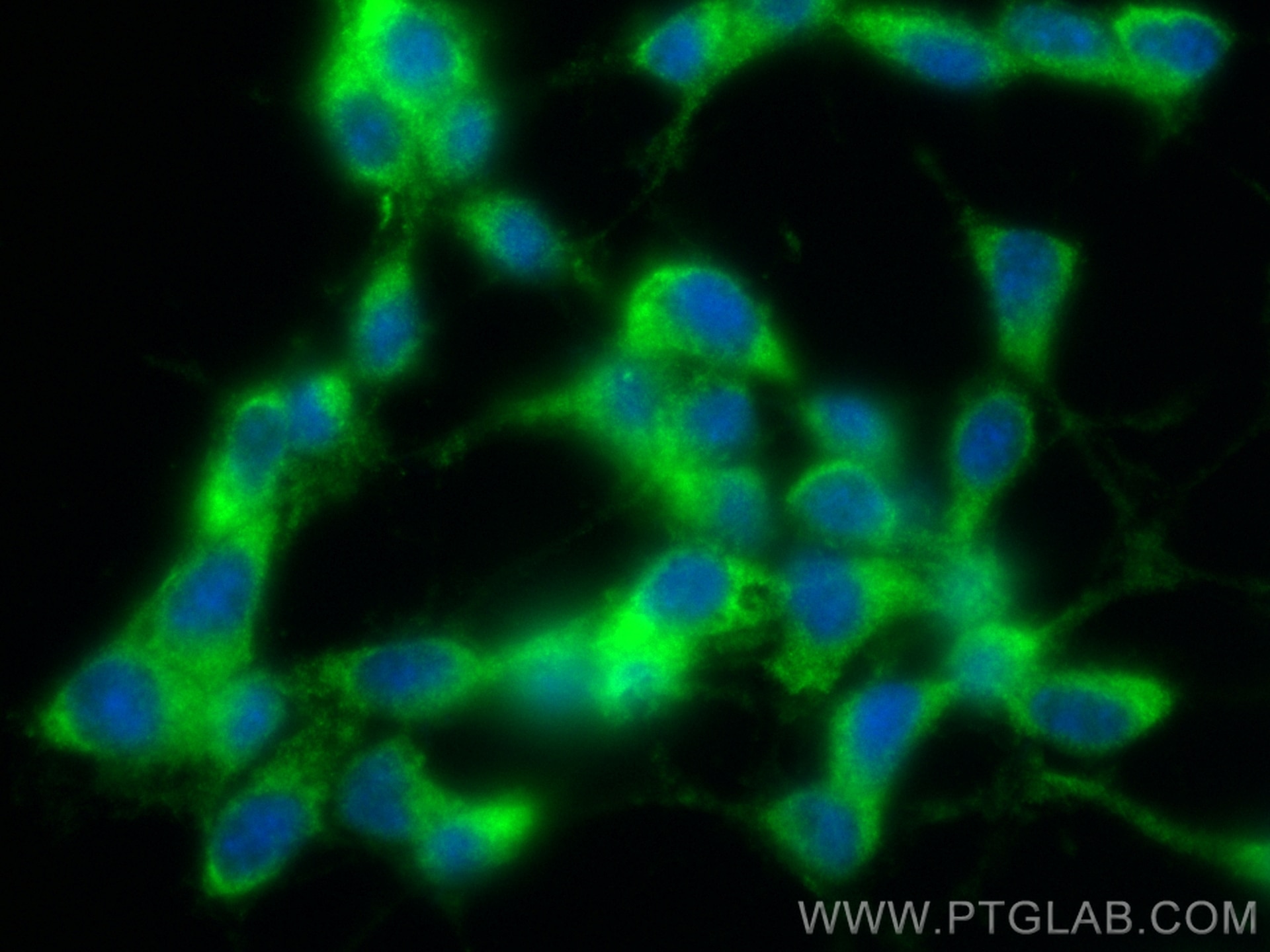 Immunofluorescence (IF) / fluorescent staining of SH-SY5Y cells using CoraLite® Plus 488-conjugated STMN2 Monoclonal ant (CL488-67204)