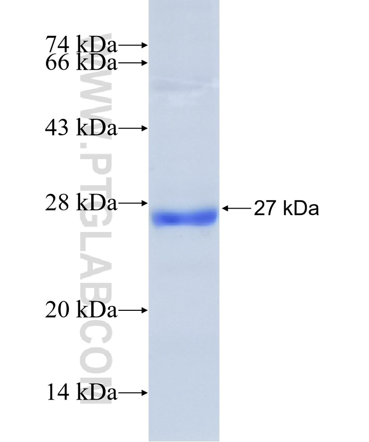STMN2 fusion protein Ag28990 SDS-PAGE