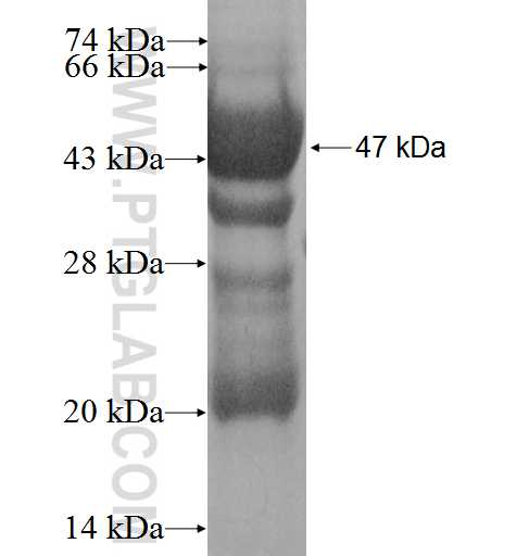 STMN2 fusion protein Ag0929 SDS-PAGE