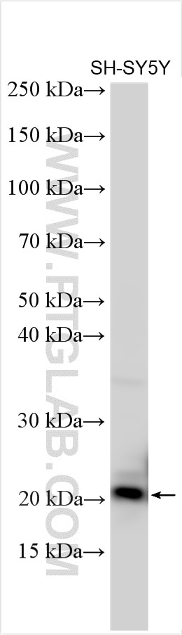 Western Blot (WB) analysis of various lysates using STMN3 Polyclonal antibody (11311-1-AP)