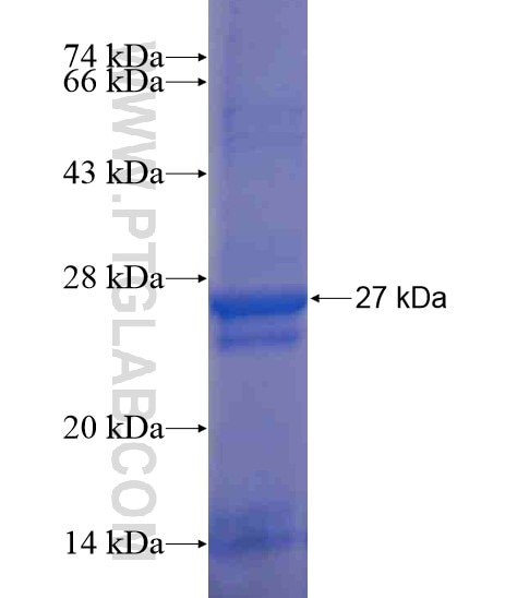 STMN3 fusion protein Ag18844 SDS-PAGE