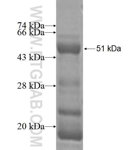 STMN4 fusion protein Ag2657 SDS-PAGE