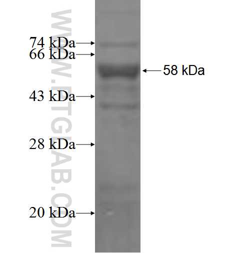 STOM fusion protein Ag2676 SDS-PAGE