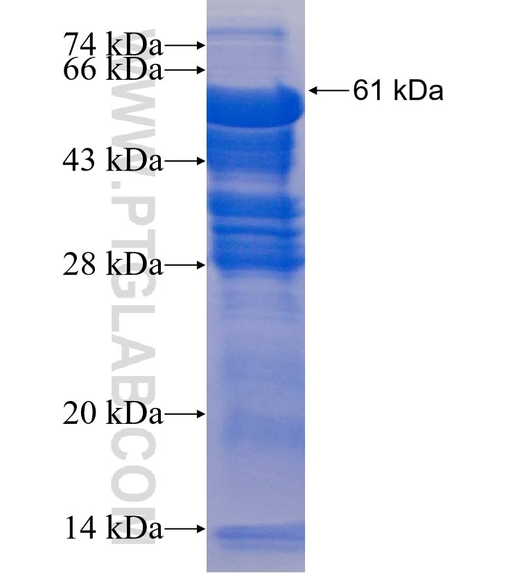 STOML1 fusion protein Ag3978 SDS-PAGE