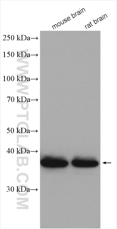 Western Blot (WB) analysis of various lysates using STOML2 Polyclonal antibody (10348-1-AP)