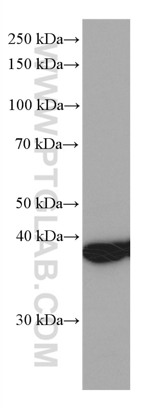 Western Blot (WB) analysis of MCF-7 cells using STOML2 Monoclonal antibody (60052-1-Ig)