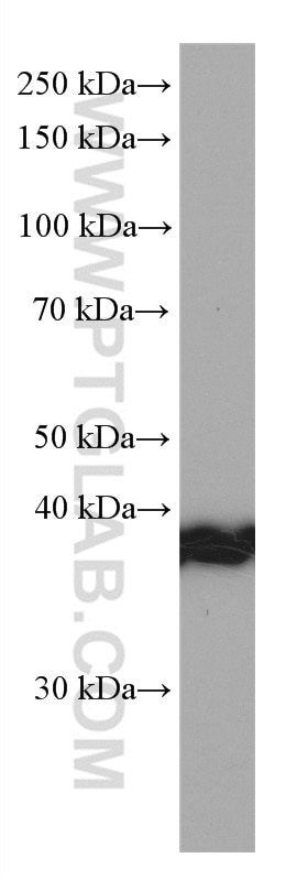 Western Blot (WB) analysis of HepG2 cells using STOML2 Monoclonal antibody (60052-1-Ig)