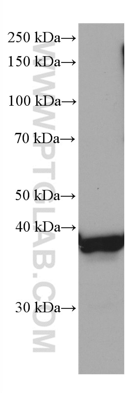 Western Blot (WB) analysis of RAW 264.7 cells using STOML2 Monoclonal antibody (60052-1-Ig)