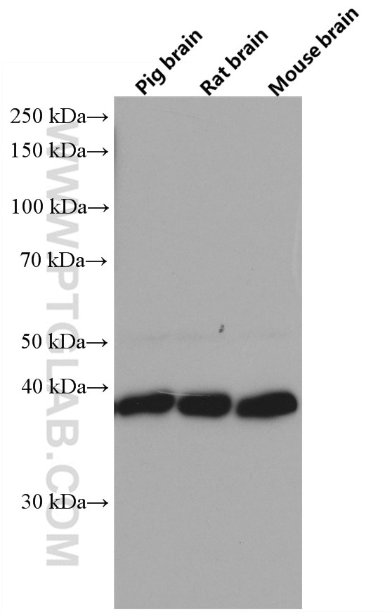 Western Blot (WB) analysis of pig brain tissue using STOML2 Monoclonal antibody (60052-1-Ig)