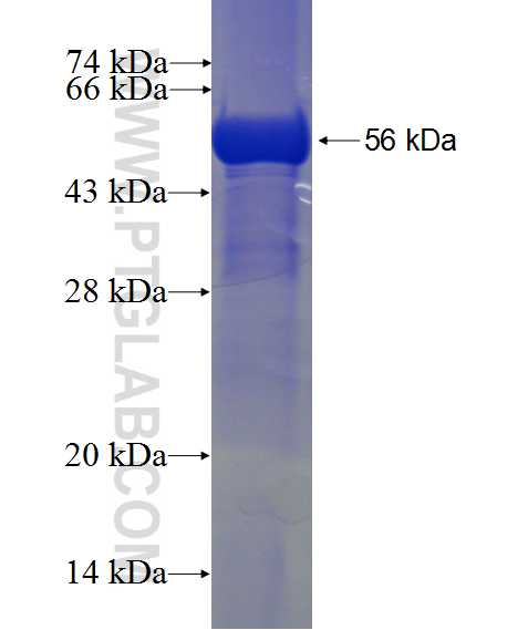 STOML2 fusion protein Ag0363 SDS-PAGE