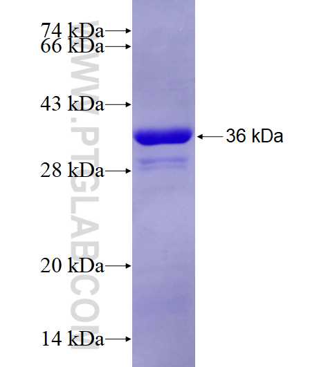 STOML2 fusion protein Ag16691 SDS-PAGE