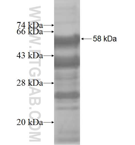 STOX1 fusion protein Ag6138 SDS-PAGE