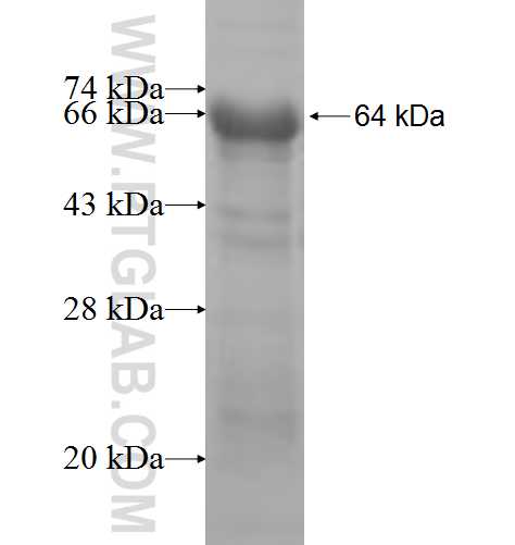 STOX1 fusion protein Ag6451 SDS-PAGE