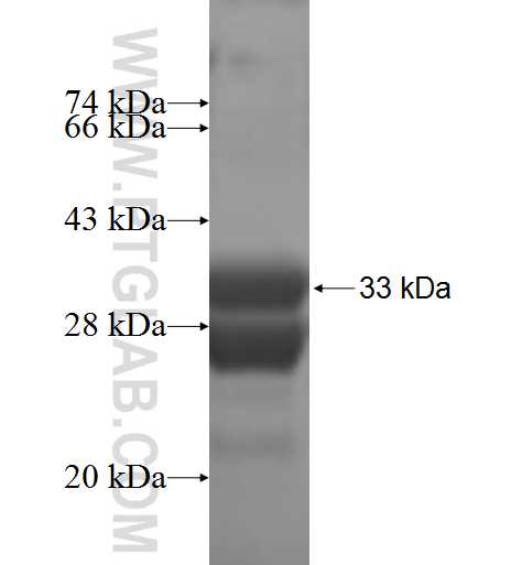 STRA13 fusion protein Ag9044 SDS-PAGE