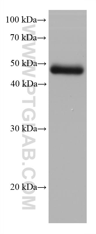 Western Blot (WB) analysis of human testis tissue using STRA8 Monoclonal antibody (68071-1-Ig)