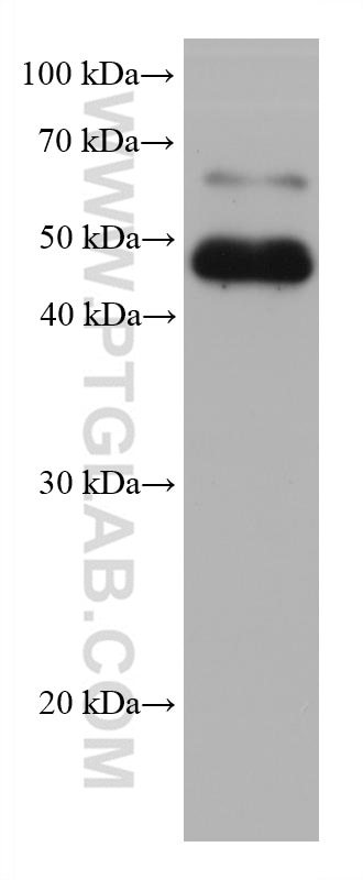 Western Blot (WB) analysis of rabbit testis tissue using STRA8 Monoclonal antibody (68071-1-Ig)