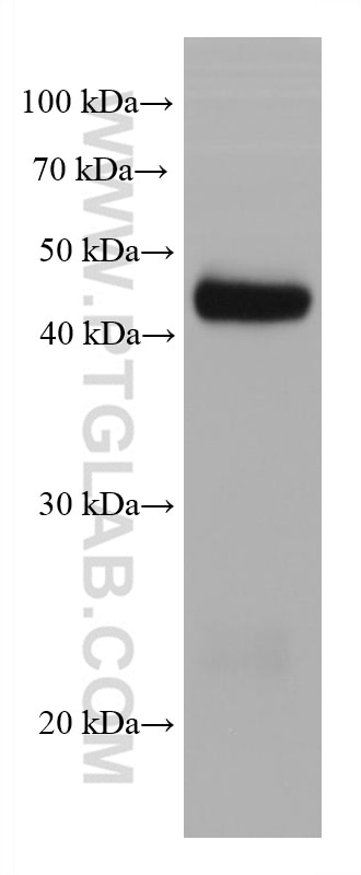 Western Blot (WB) analysis of mouse testis tissue using STRA8 Monoclonal antibody (68071-1-Ig)
