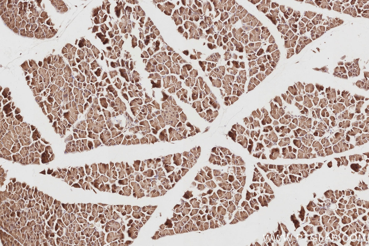 Immunohistochemistry (IHC) staining of mouse pancreas tissue using STRADB Polyclonal antibody (10688-1-AP)