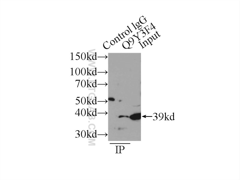 Immunoprecipitation (IP) experiment of HeLa cells using STRAP Polyclonal antibody (18277-1-AP)