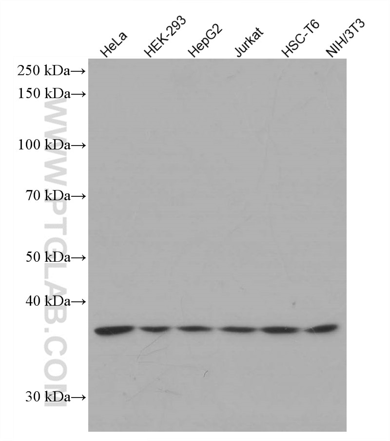 Western Blot (WB) analysis of various lysates using STRAP Monoclonal antibody (66712-1-Ig)