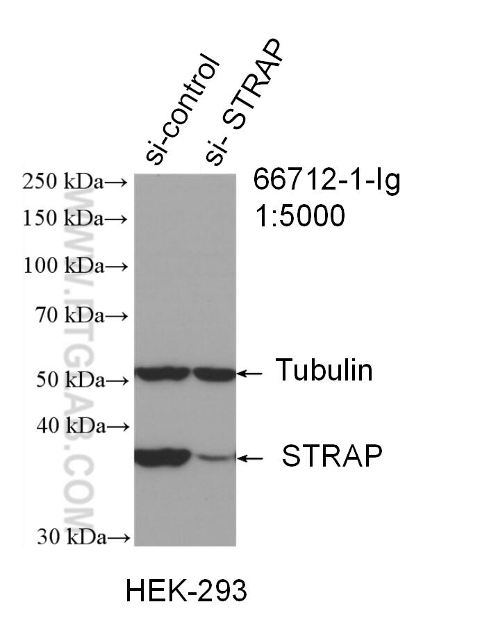 Western Blot (WB) analysis of HEK-293 cells using STRAP Monoclonal antibody (66712-1-Ig)