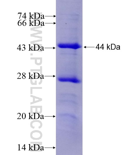 STRAP fusion protein Ag13085 SDS-PAGE