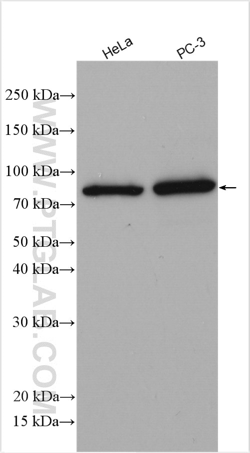 Western Blot (WB) analysis of various lysates using STRBP Polyclonal antibody (17362-1-AP)