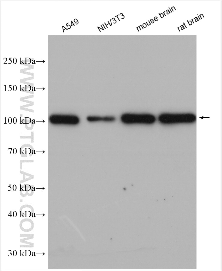 Western Blot (WB) analysis of various lysates using STRN Polyclonal antibody (21624-1-AP)