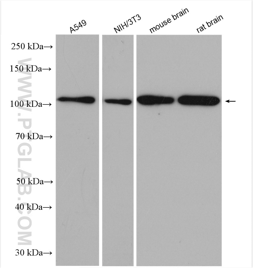 Western Blot (WB) analysis of various lysates using STRN Polyclonal antibody (21624-1-AP)