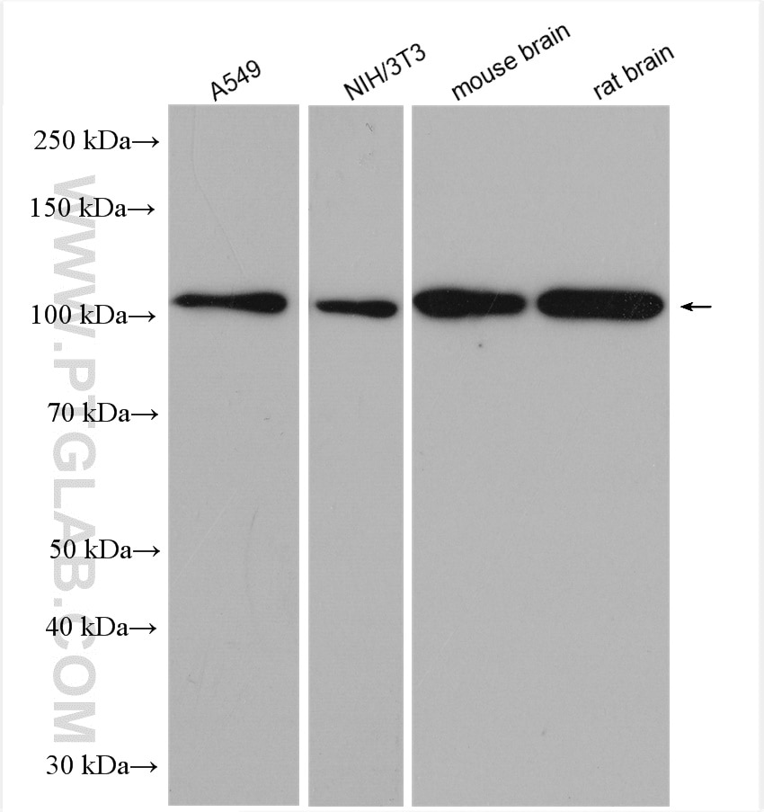 WB analysis using 21624-1-AP