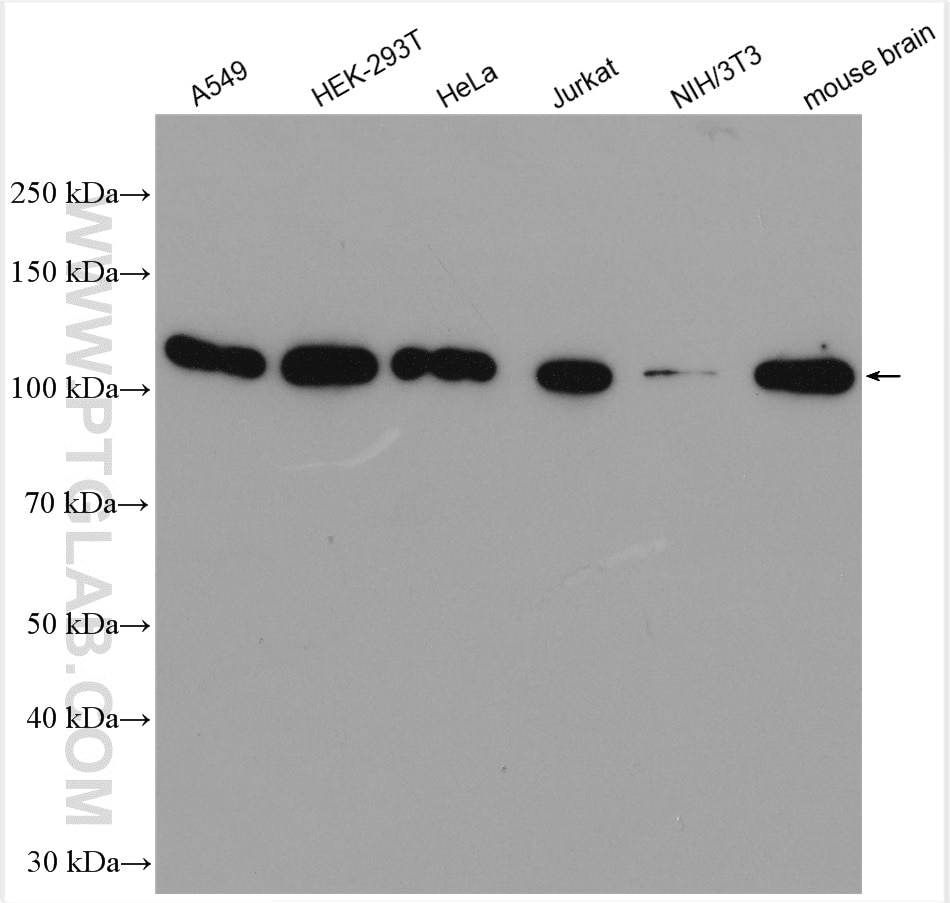 Western Blot (WB) analysis of various lysates using STRN Polyclonal antibody (21624-1-AP)