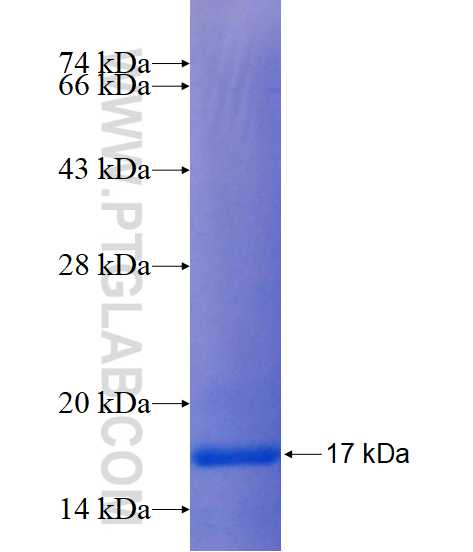 STRN fusion protein Ag17323 SDS-PAGE